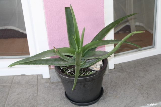 aloa vera